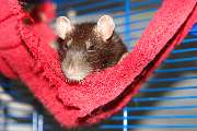 Tierärztliche Fachpraxis für Vögel & Exoten Dr. med. vet. Heike Reball - 3