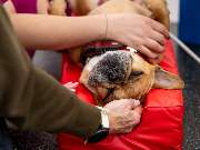 Tierärztliche Gem. Praxis Dres. Matburger - GALLERY