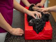 Tierärztliche Gem. Praxis Dres. Matburger - GALLERY