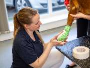 Tierärztliche Gem. Praxis Dres. Matburger - GALLERY