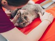 Tierärztliche Gem. Praxis Dres. Matburger - GALLERY