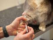 Tierärztliche Gem. Praxis Dres. Matburger - GALLERY