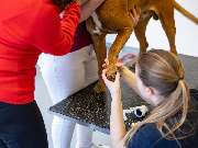 Tierärztliche Gem. Praxis Dres. Matburger - GALLERY