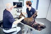 Tierärztliche Gemeinschaftspraxis Alzey Dres. Kleemann, Weber, Thissen & Kollegen - GALLERY