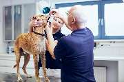 Tierärztliche Gemeinschaftspraxis Alzey Dres. Kleemann, Weber, Thissen & Kollegen - GALLERY