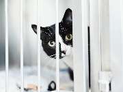 Tierarzt Aachen, Tierärztliches Zentrum für Chirurgie Dr. Kinzel Aachen - GALLERY