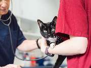 Tierarzt Aachen, Tierärztliches Zentrum für Chirurgie Dr. Kinzel Aachen - GALLERY