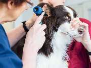 Tierarzt Aachen, Tierärztliches Zentrum für Chirurgie Dr. Kinzel Aachen - GALLERY