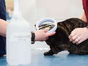 Tierarzt Aachen, Tierärztliches Zentrum für Chirurgie Dr. Kinzel Aachen - GALLERY