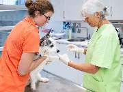 Tierarzt Asperg, Tierarztpraxis Alleencenter - GALLERY