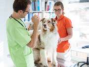 Tierarzt Asperg, Tierarztpraxis Alleencenter - GALLERY