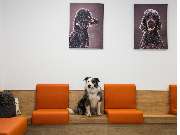 Tierarzt Bad Birnbach, Tiergesundheitszentrum Bad Birnbach - GALLERY