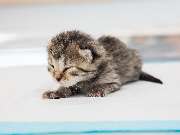 Tierarzt Bad Birnbach, Tiergesundheitszentrum Bad Birnbach - GALLERY