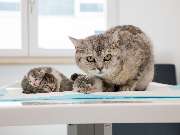 Tierarzt Bad Birnbach, Tiergesundheitszentrum Bad Birnbach - GALLERY