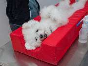 Tierarzt Bad Birnbach, Tiergesundheitszentrum Bad Birnbach - GALLERY