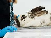 Tierarzt Bad Birnbach, Tiergesundheitszentrum Bad Birnbach - GALLERY