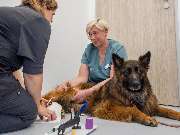 Tierarzt Bad Birnbach, Tiergesundheitszentrum Bad Birnbach - GALLERY