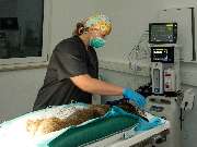 Tierarzt Bad Birnbach, Tiergesundheitszentrum Bad Birnbach - GALLERY