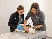 Tierarzt Bad Birnbach, Tiergesundheitszentrum Bad Birnbach - GALLERY