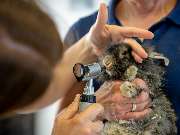 Tierarzt Bad Schönborn, Tierarztpraxis am Alten Bach - GALLERY