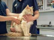 Tierarzt Bad Schönborn, Tierarztpraxis am Alten Bach - GALLERY