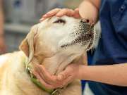 Tierarzt Bad Schönborn, Tierarztpraxis am Alten Bach - GALLERY