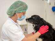 Tierarzt Bay Heidelberg, Kleintierpraxis Heidelberg-Rohrbach - GALLERY