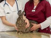 Tierarzt Bay Heidelberg, Kleintierpraxis Heidelberg-Rohrbach - GALLERY