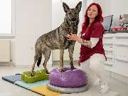 Tierarzt Bay Heidelberg, Kleintierpraxis Heidelberg-Rohrbach - GALLERY