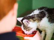 Tierarzt Beck Rossach, Dr. Peter Beck - Fachtierärztliche Praxis für Kleintiere - GALLERY