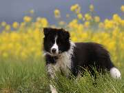 Tierarzt Beck Rossach, Dr. Peter Beck - Fachtierärztliche Praxis für Kleintiere - GALLERY