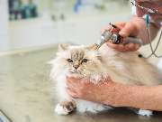 Tierarzt Berlin Prenzlauer Berg, Tierarztpraxis und Tierphysiotherapie Uwe Lenk - GALLERY