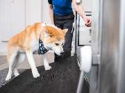 Tierarzt Berlin Prenzlauer Berg, Tierarztpraxis und Tierphysiotherapie Uwe Lenk - GALLERY