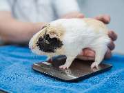 Tierarzt Berlin Prenzlauer Berg, Tierarztpraxis und Tierphysiotherapie Uwe Lenk - GALLERY