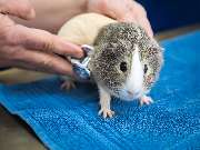 Tierarzt Berlin Prenzlauer Berg, Tierarztpraxis und Tierphysiotherapie Uwe Lenk - GALLERY