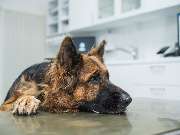 Tierarzt Berlin Prenzlauer Berg, Tierarztpraxis und Tierphysiotherapie Uwe Lenk - GALLERY