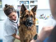 Tierarzt Berlin Prenzlauer Berg, Tierarztpraxis und Tierphysiotherapie Uwe Lenk - GALLERY