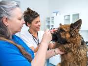 Tierarzt Berlin Prenzlauer Berg, Tierarztpraxis und Tierphysiotherapie Uwe Lenk - GALLERY