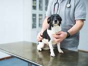 Tierarzt Berlin Prenzlauer Berg, Tierarztpraxis und Tierphysiotherapie Uwe Lenk - GALLERY