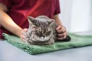 Tierarzt Berlin, vets for cats Berlin - Tierarztpraxis für Katzen - GALLERY