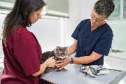 Tierarzt Berlin, vets for cats Berlin - Tierarztpraxis für Katzen - GALLERY