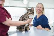 Tierarzt Berlin, vets for cats Berlin - Tierarztpraxis für Katzen - GALLERY