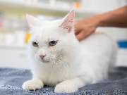 Tierarzt Biet & Wanschura Nagold, Tierarztpraxis Biet & Wanschura - GALLERY