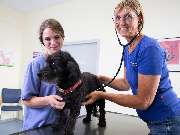 Tierarzt Biet & Wanschura Nagold, Tierarztpraxis Biet & Wanschura - GALLERY