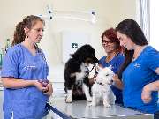 Tierarzt Biet & Wanschura Nagold, Tierarztpraxis Biet & Wanschura - GALLERY