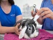 Tierarzt Biet & Wanschura Nagold, Tierarztpraxis Biet & Wanschura - GALLERY