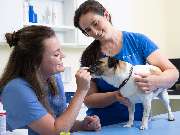 Tierarzt Biet & Wanschura Nagold, Tierarztpraxis Biet & Wanschura - GALLERY