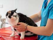 Tierarzt Birke Marburg, Tierarztpraxis Marburg - GALLERY