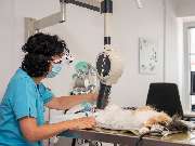 Tierarzt Birke Marburg, Tierarztpraxis Marburg - GALLERY