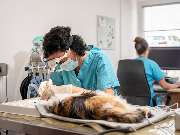 Tierarzt Birke Marburg, Tierarztpraxis Marburg - GALLERY